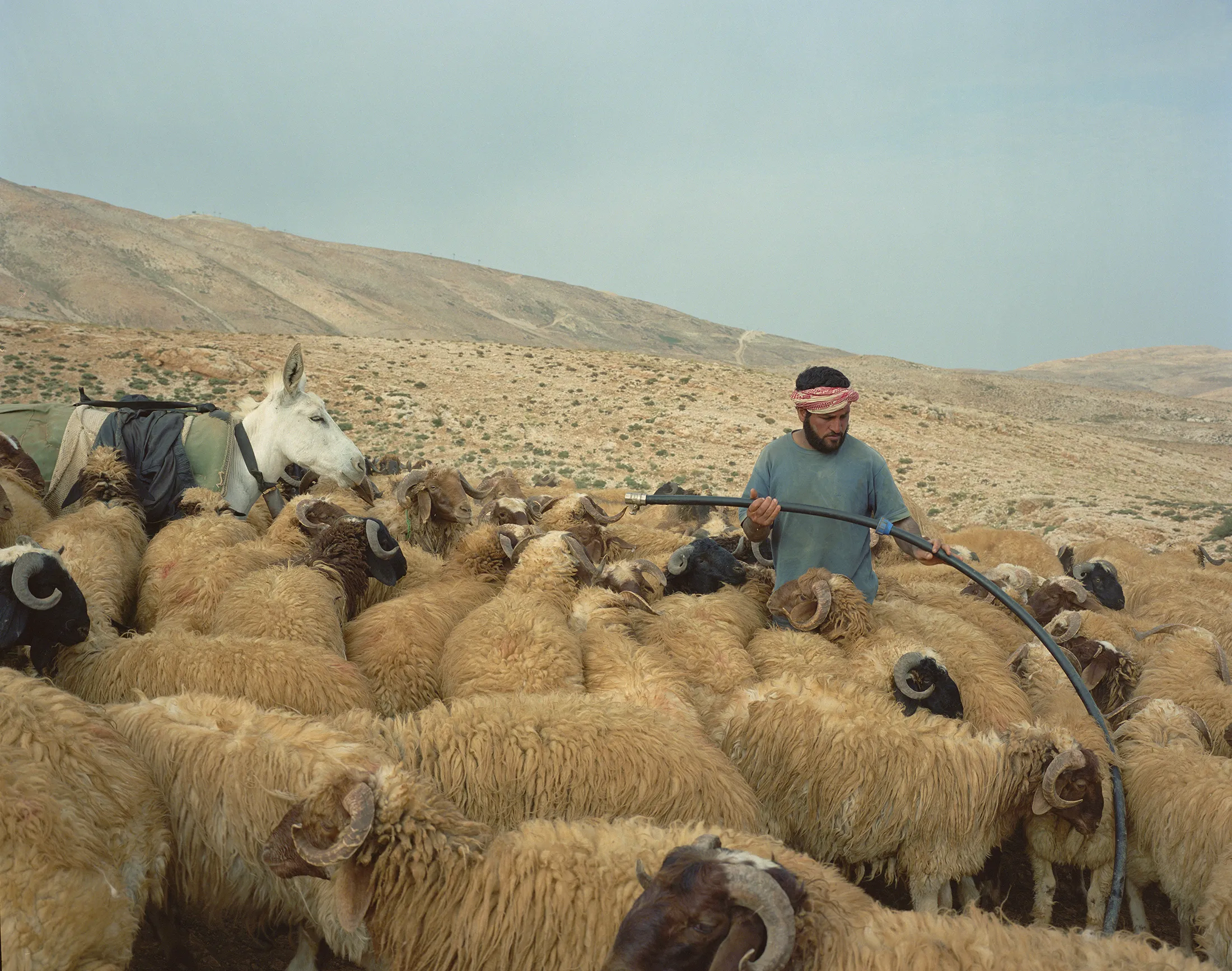 Goatherd